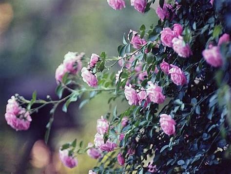 薔薇種植|薔薇花的種植方法，盤點薔薇花七大種植方法